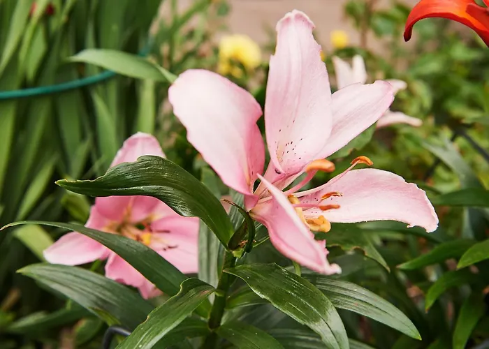 Brandhof Apartament *