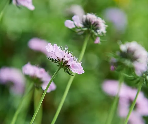 Brandhof Apartament Ramsau am Dachstein